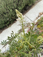 Lupinus microcarpus