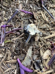 Coprinellus flocculosus