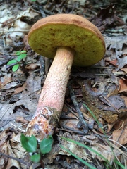 Hemileccinum rubropunctum