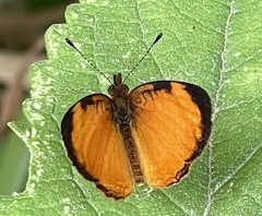 Tegosa anieta