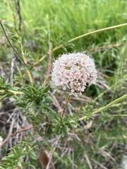 Eriogonum fasciculatum