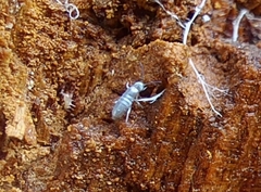 Entomobrya unostrigata