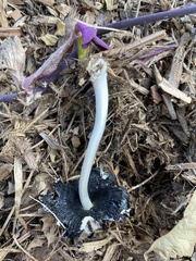 Coprinellus flocculosus