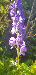 Aconitum napellus