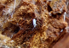 Entomobrya unostrigata