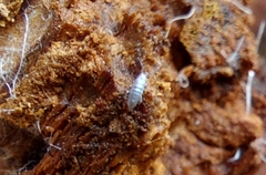 Entomobrya unostrigata