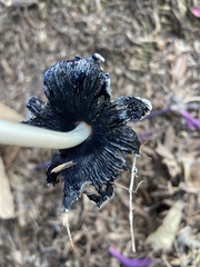 Coprinellus flocculosus