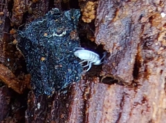 Entomobrya unostrigata