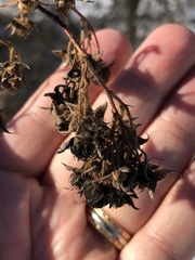 Rubus odoratus