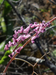Trigonocapnos lichtensteinii