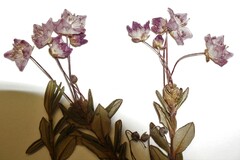 Kalmia microphylla microphylla