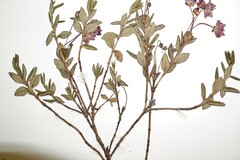 Kalmia microphylla microphylla