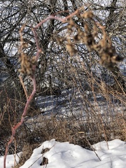 Rubus odoratus