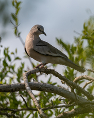 Columbina picui
