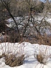 Rubus odoratus
