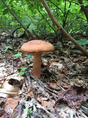 Hemileccinum rubropunctum