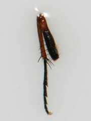 Anthomyia punctipennis