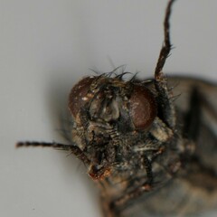 Anthomyia punctipennis