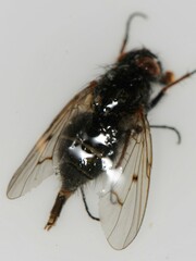 Anthomyia punctipennis