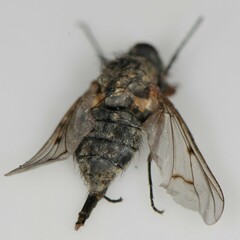 Anthomyia punctipennis