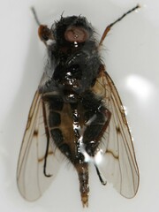 Anthomyia punctipennis