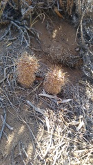 Pterocactus hickenii