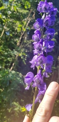 Aconitum napellus
