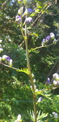 Aconitum napellus