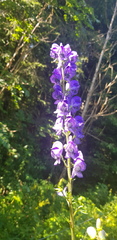 Aconitum napellus