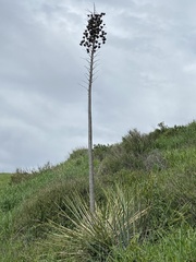 Hesperoyucca whipplei