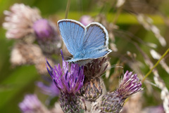 Plebejus idas