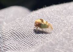 Smiliini