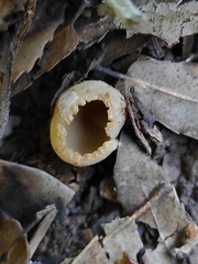 Peziza