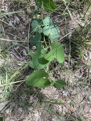 Aristolochia fimbriata