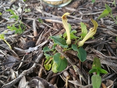 Aristolochia paucinervis