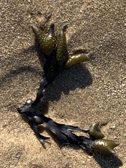 Fucus vesiculosus