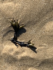 Fucus vesiculosus