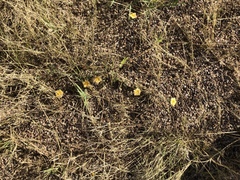 CK2AZ, CC BY, iNaturalist via GBIF Sida abutilifolia, photograph CK2AZ, CC BY, iNaturalist via GBIF