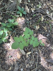 Solanum chacoense