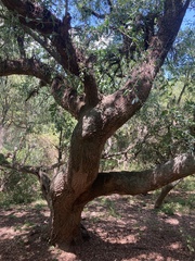 Acanthosyris spinescens