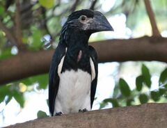 Bycanistes bucinator