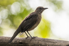 Turdus amaurochalinus