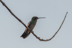 Chlorostilbon lucidus
