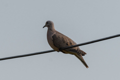 Zenaida auriculata