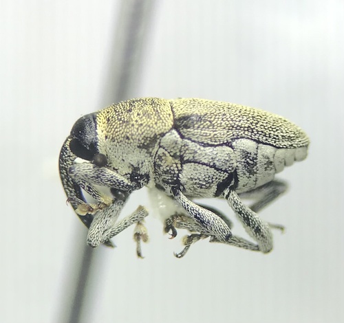 Odontocorynus pulverulentus