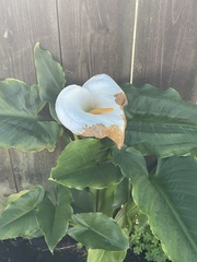 Zantedeschia aethiopica