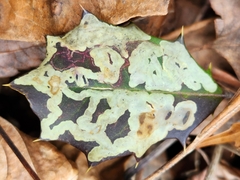 Phytomyza ilicicola