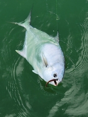 Trachinotus falcatus