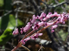 Trigonocapnos lichtensteinii
