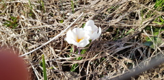 Crocus vernus